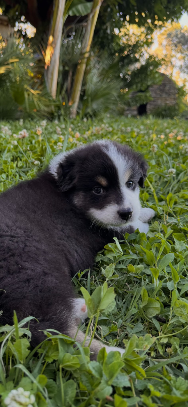 de la Prairie De Manace - Chiots disponibles - Berger Australien