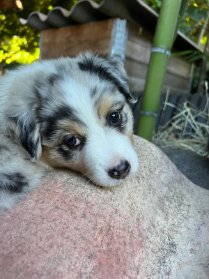 Bianca